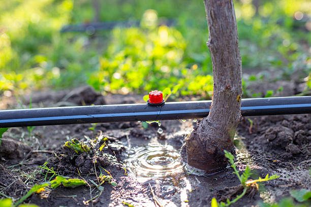 Irrigation goutte à goutte gaine cylindrique jeune verger Bagam Ouest Cameroun