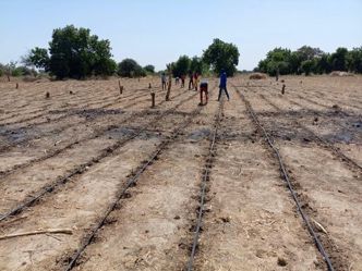 Irrigation goutte à goutte gaine plate sur gombo Maroua Extrême-Nord Cameroun