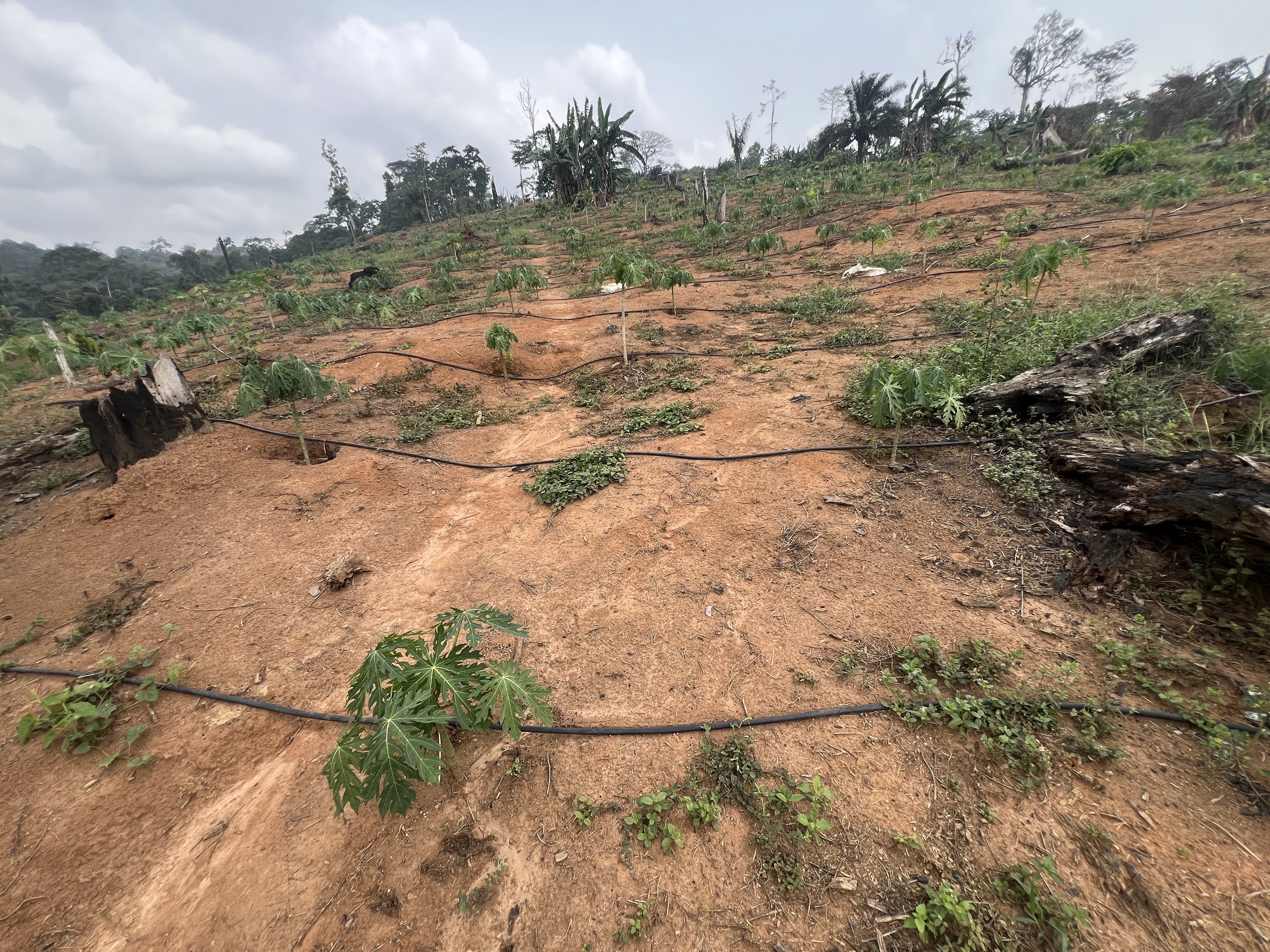 Irrigation goutte à goutte gaine cylindrique au pied d'un papayer Mfou Centre Cameroun