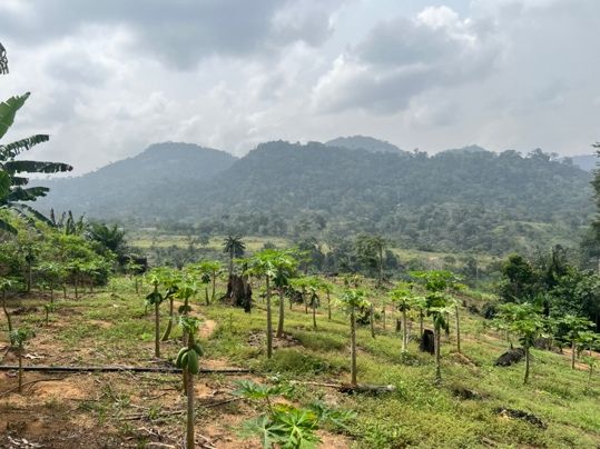 Irrigation goutte à goutte gaine cylindrique plantation de papayers Mfou Centre Cameroun