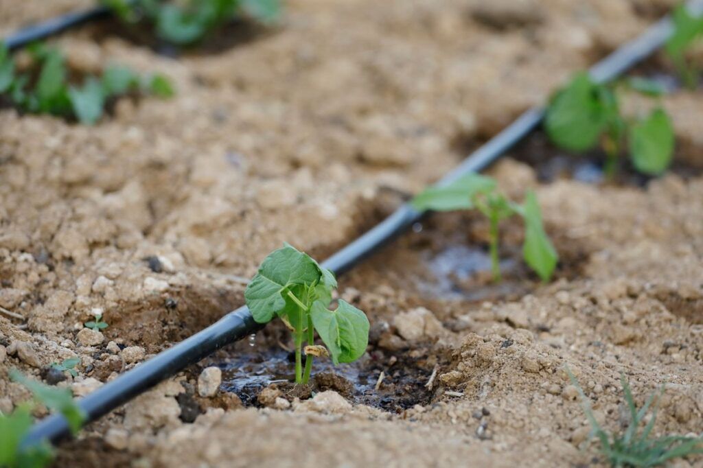 Irrigation goutte à goutte gaine plate sur cultures maraîchères au Cameroun