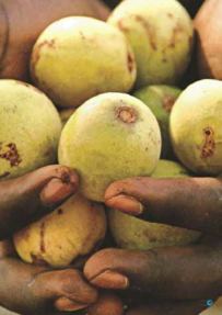 Récolte de fruits sains et calibrés grâce à l'irrigation Cameroun