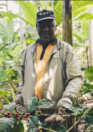 Producteur récoltant des cerises de café en plantation irriguée Cameroun