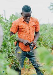 Jeune producteur récoltant dans un champ irrigué Cameroun
