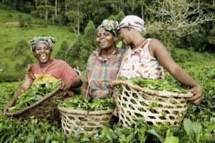 Productrices souriantes récoltant des légumes-feuilles Cameroun
