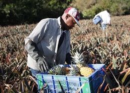Récolte d'ananas en champ irrigué Cameroun